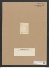 Diatomeae indet. Zeichnungen Sammlung Grunow Nr. 1829 (NHMW-BOT-W0368754)